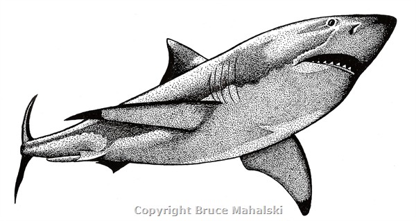 033 - Sharks - Great White Shark Picture